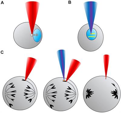 Genetic Material Manipulation and Modification by Optical Trapping and Nanosurgery-A Perspective